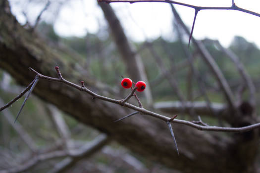 Winter Berries