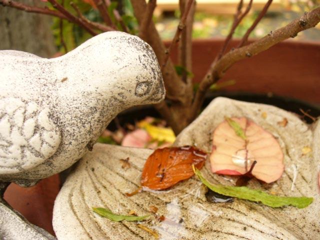 Fall - Bird Fountain