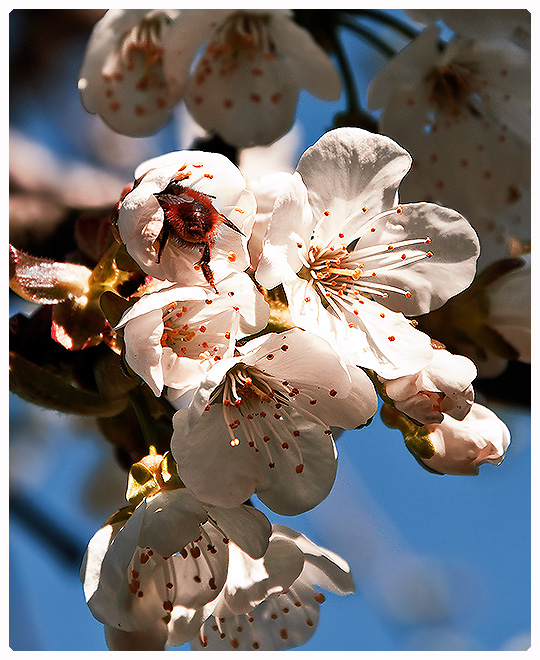 bumble bee loves cherry tree