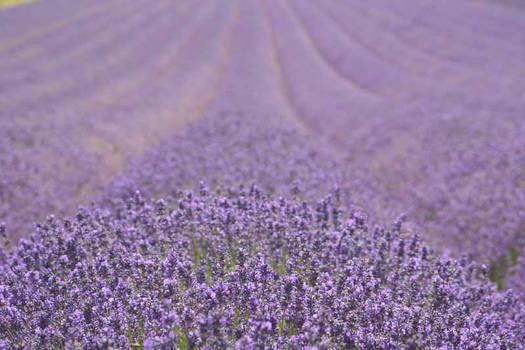 A lavander field