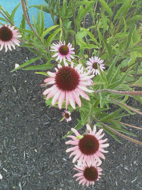 Purple flowers