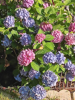Hydrangeas
