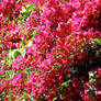 Burgandy Flowers