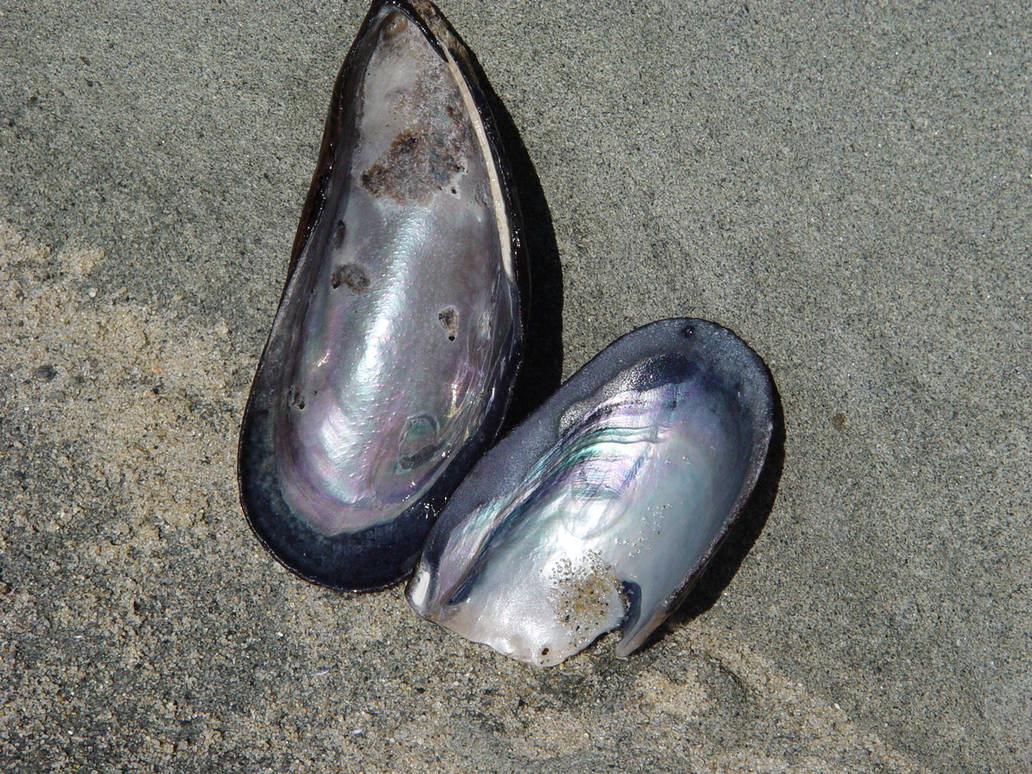 Shells-Muscles by mellystock on DeviantArt