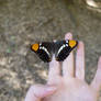 Butterly 2