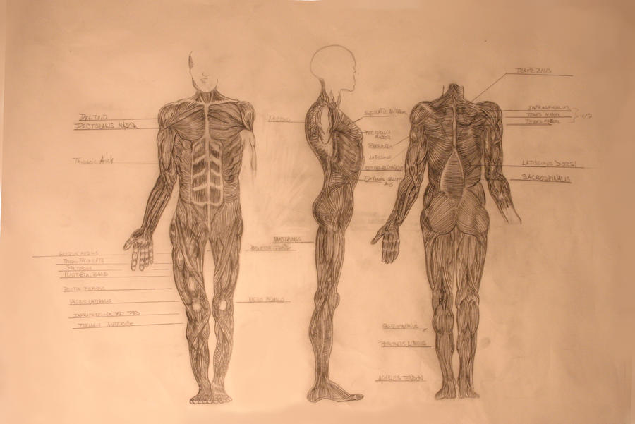 Muscle Diagram