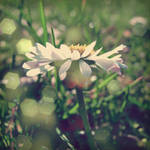 little miss daisy by shanonaut