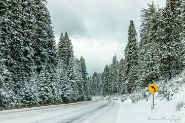 Winter Forest