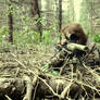 Airsoft Sniper