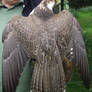 .A show of feathers. 4835