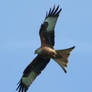 .Flying a Red Kite. 4632