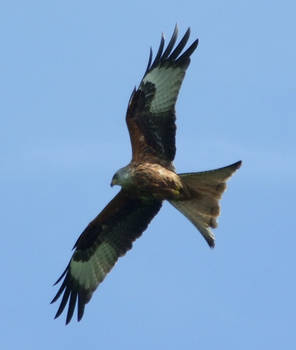 .Flying a Red Kite. 4632