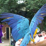 .Macaw wings 1. 0864