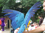 .Macaw wings 1. 0864