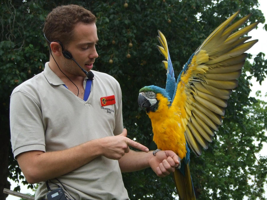 .Macaw wings 2. 1109