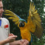 .Macaw wings 3. 1110