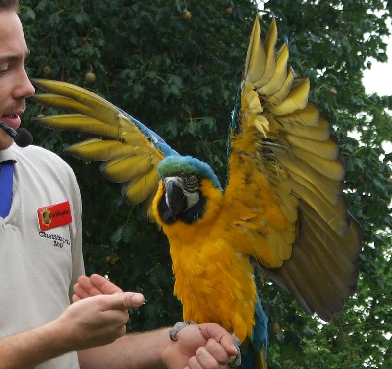 .Macaw wings 3. 1110