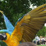 .Macaw wings 4. 1133