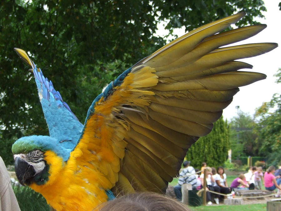 .Macaw wings 4. 1133