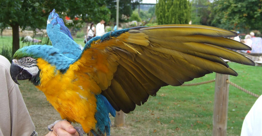 .Macaw wings 5. 1134