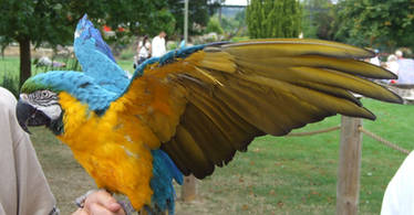 .Macaw wings 5. 1134