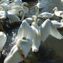 .Swan wings 4. 0044
