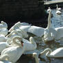 .Swan wings 5. 0045