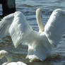 .Swan wings 1. 0049