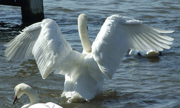 .Swan wings 1. 0049