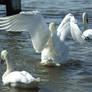 .Swan wings 2. 0050
