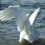.Swan wings 3. 0051