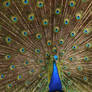Pretty Peacock