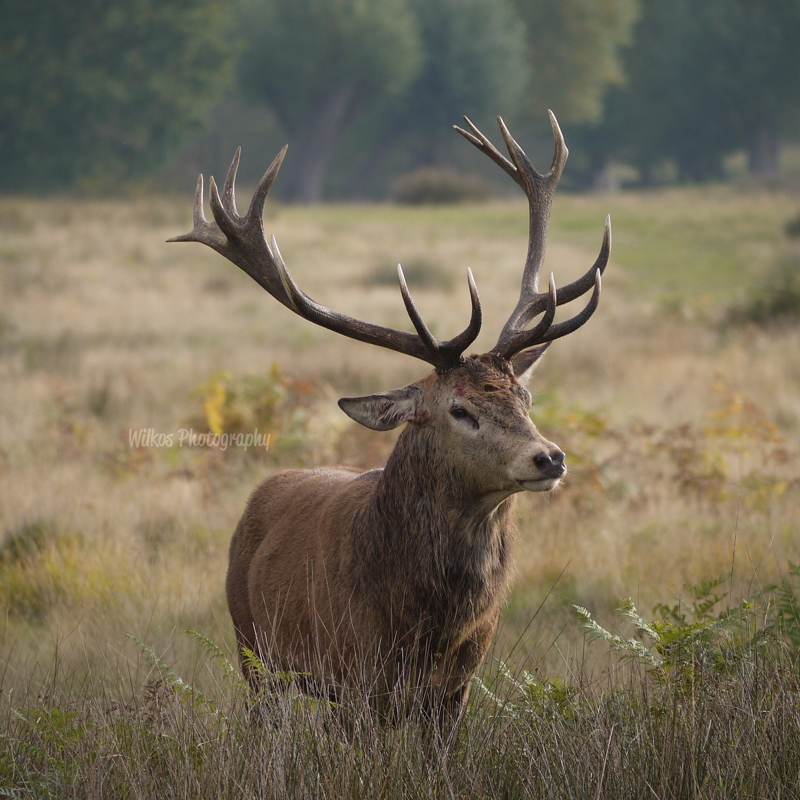 Forest Monarch