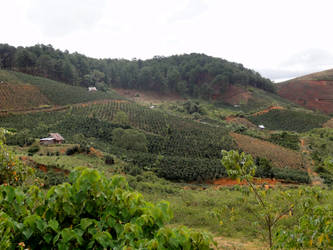 Coffee fields