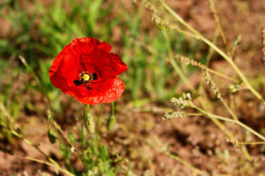 Portugal's Poppy