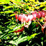 More Bleeding Hearts