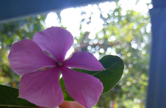 geranium with bokeh