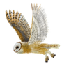 Barn Owl - Fly away