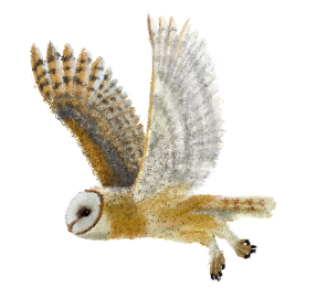 Barn Owl - Fly away