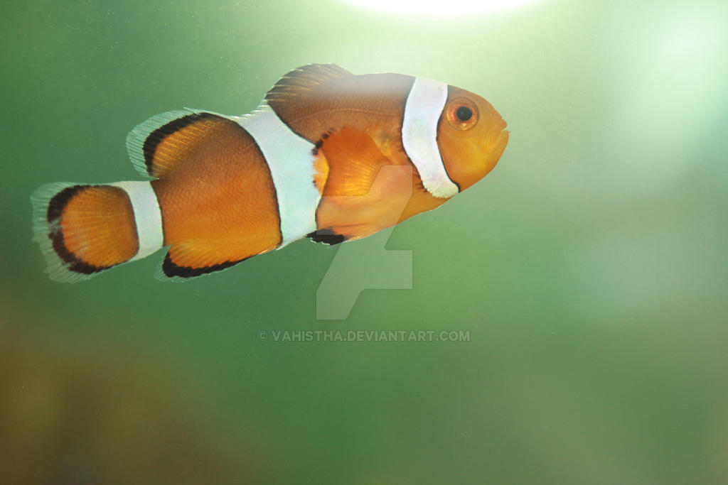 NEMO our clownfish