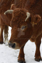 just a cow in the snow