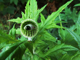 Thistle with an eye