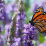 Liatris spicata