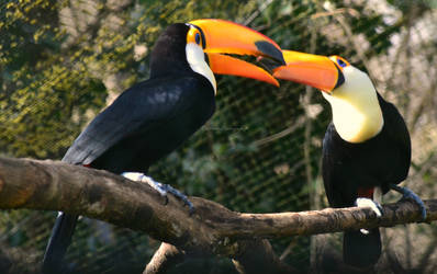 Kissing Toucans