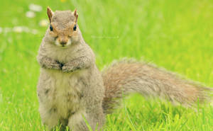 Grey Squirrel