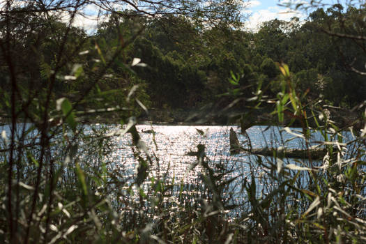 through the reeds