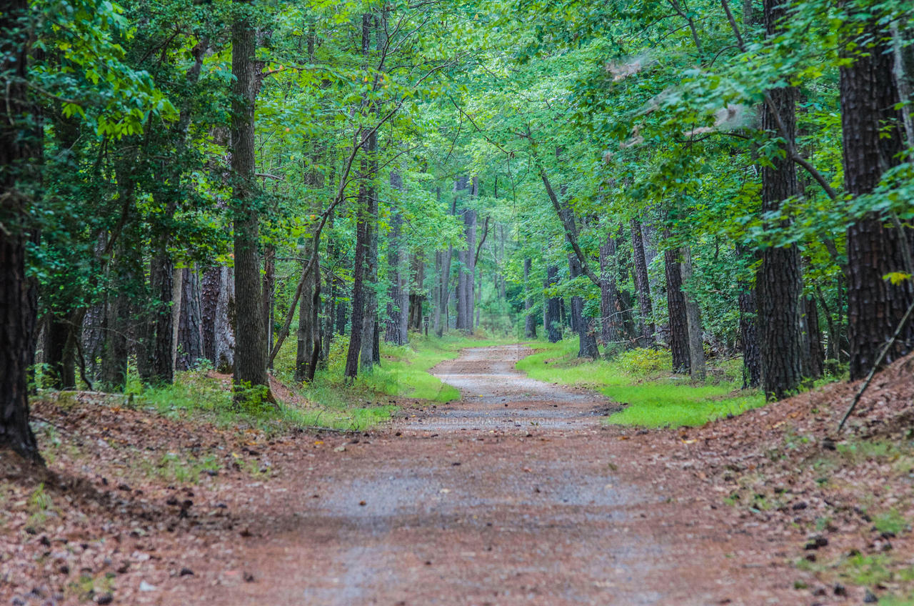 Path Less Traveled by LeibyArtWorld on DeviantArt