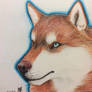Crayon Drawing 2-Red Husky