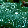 Dew drops