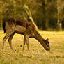 Fallow deer